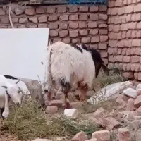 بزغاله نر 6ماههشه ولی ماشالله چاق|حیوانات مزرعه|بیرجند, |دیوار