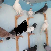 فروش کبوتر