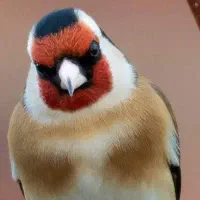 فروش یک عدد سهره