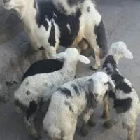 قوچ‌هرکول  پلنگی ۲سالنیم