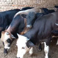 گوساله کردی چاق