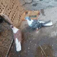 کفتر رنگه پرشی