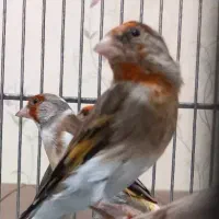 سهره قناری نشان‌دار|پرنده|اردبیل, |دیوار