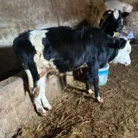 فروش گاو و گوساله وتلیسه|حیوانات مزرعه|چمستان, |دیوار