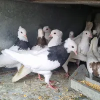 طوقی ساده|پرنده|مبارکه, |دیوار
