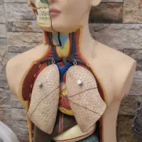 نیم تن انسان آموزشی