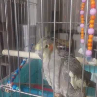 گم‌شدن عروس هلندی