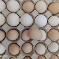 تخم مرغ محلی