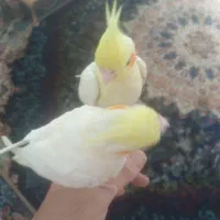 عروس هلندی جوجه|پرنده|قائمشهر, |دیوار