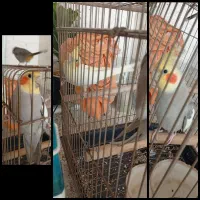 طوطی عروس هلندی دستی دستی