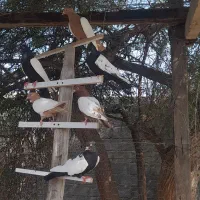 سینه ای خوشگل فروشی