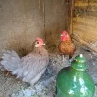 مرغ خروس