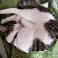 واگذاری گربه DSH|گربه|تهران, عباسی|دیوار