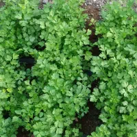 سبزی|خوردنی و آشامیدنی|رودان, |دیوار