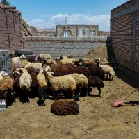 استخدام زوج  جوان برای کار در دامداری