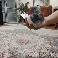 همین الان از کوچه پیدا کردم