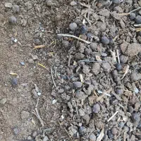 کود گوسفندی|گل و گیاه طبیعی|آق قلا, |دیوار