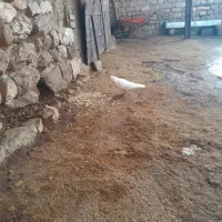 دو عدد کبوتر|پرنده|روانسر, |دیوار