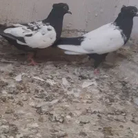 کبوتر سینهای|پرنده|شاهنجرین, |دیوار