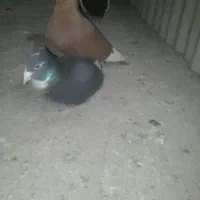 گلی پلنگ وسیاه پلنگ ریش کنده