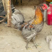 خروس گلین طوسی