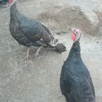 بوقلمون