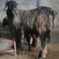 10،میش آبستن دور نزدیک دو قدچ|حیوانات مزرعه|وحدتیه, |دیوار