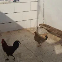 مرغ و خروس لری|حیوانات مزرعه|مسجد سلیمان, |دیوار