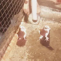 دوتا طوقی سرخ کاکل نر