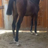 اسب کره نریان