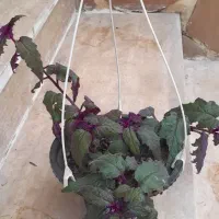 گل های آپارتمانی