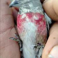 سهره سینه سرخ