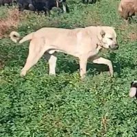 سرابی گم شده