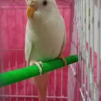 کبوتر ومرغ مینا و مرغ عشق