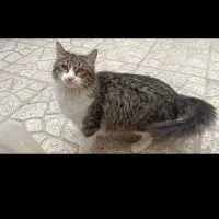 گربه خانگی