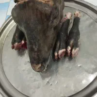 کله پاچه پاک شده کشتار امروز