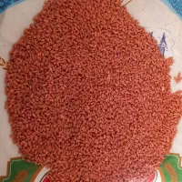 بذر گندم آبی(پیشگام)دیم(سرداری)|خدمات باغبانی و درختکاری|قروه, |دیوار