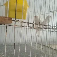 فروش یک جفت فنچ زبرا سفید.