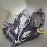 جوجه عروس هلندی|پرنده|اصفهان, قهجاورستان|دیوار