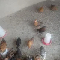 حیوان خونگی|حیوانات مزرعه|سوق, |دیوار