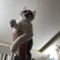 گربه نر|گربه|رشت, رشتیان|دیوار