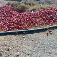 انار  رباب|خوردنی و آشامیدنی|نی‌ریز, |دیوار