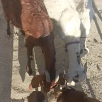 فروش بز با شنک معامله هم میکنم|حیوانات مزرعه|سراوان, |دیوار