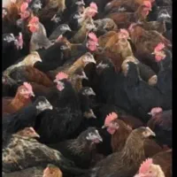 مرغ وخروس برای خون