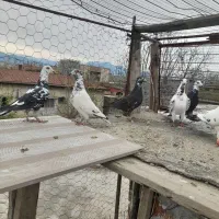 فرش وگلیم و