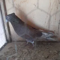 کفتر سرخ|پرنده|مشکین‌دشت, |دیوار