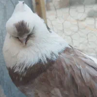 کبوتر نوک قنار و نوکریز زرندیه