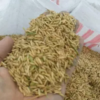 برنج طارم هاشمی کشت اول برنج ایرانی