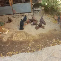 کبوتر سرخ و زرد پاپر زینتی تبریزی زاغ آبادانی|پرنده|اسلامشهر, شهرک واوان|دیوار