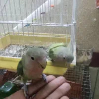 کوتوله|پرنده|میبد, |دیوار